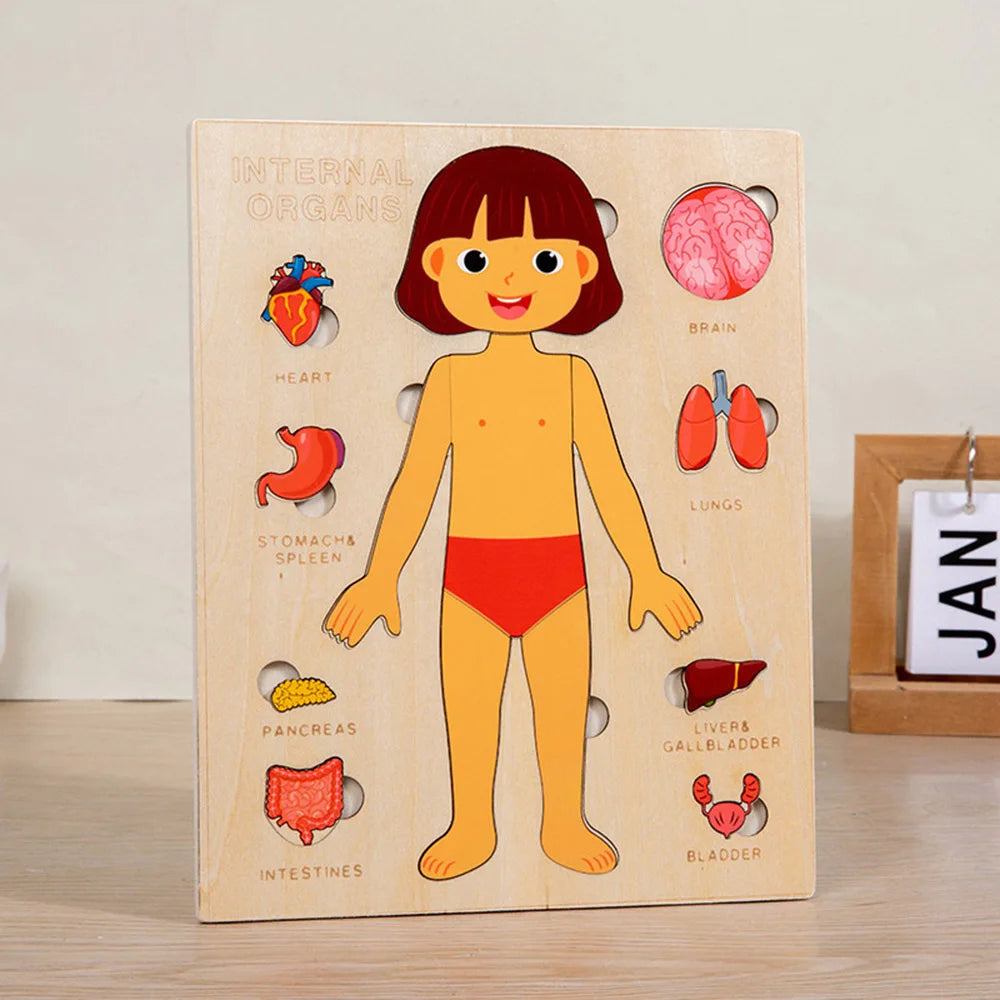 Montessori Puzzles Busy Board Human Body Teaching Learning Body Parts For Children Early Education Games Toddlers Quiet Books