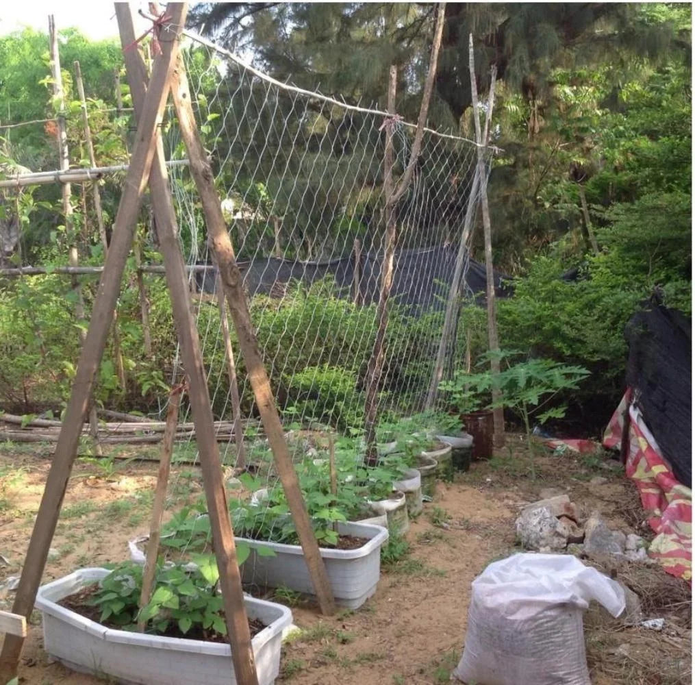 Horticultural Plant Climbing Net, Polyester Woven Net, Suitable for Other Climbing Plants Such As Tomatoes, Beans, Grapes, Etc